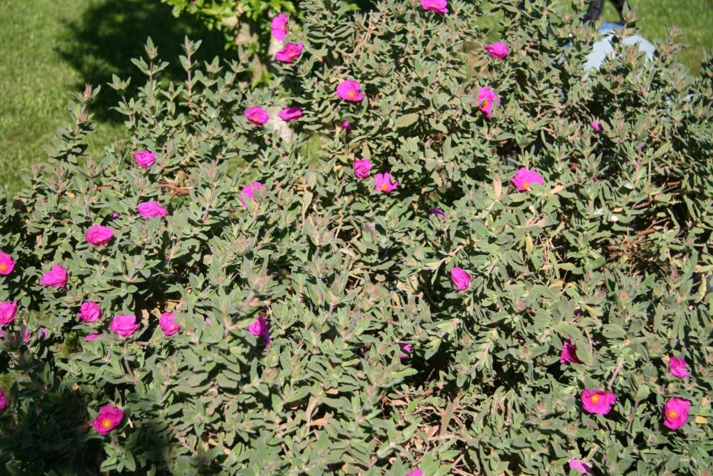 Les Hibiscus Bed and Breakfast Maisons-Laffitte Eksteriør billede